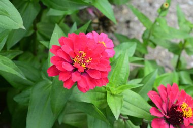 Bahçedeki güzel pembe çiçeklerin yakın görüntüsü