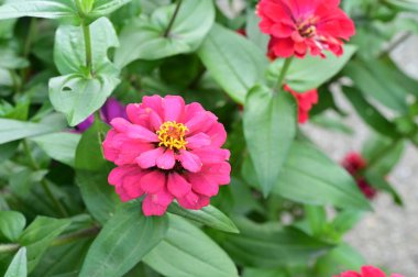 Bahçedeki güzel pembe çiçeklerin yakın görüntüsü