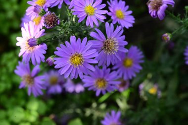 Bahçedeki güzel safra çiçeklerinin yakın görüntüsü.