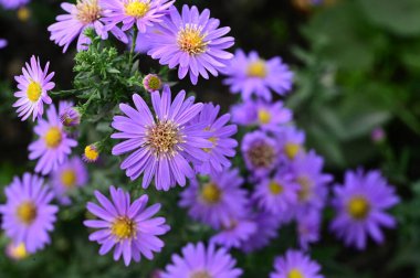 Bahçedeki güzel safra çiçeklerinin yakın görüntüsü.