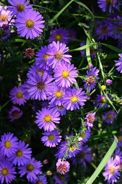 Bahçedeki güzel safra çiçeklerinin yakın görüntüsü.