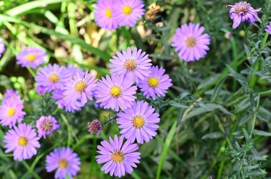 Bahçedeki güzel safra çiçeklerinin yakın görüntüsü.