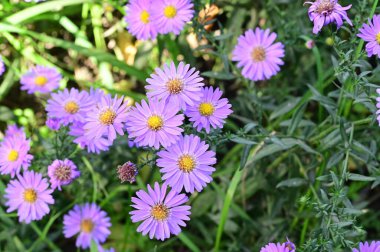 Bahçedeki güzel safra çiçeklerinin yakın görüntüsü.