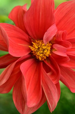 Bahçedeki güzel kırmızı çiçekleri kapat.