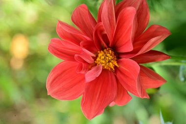 Bahçedeki güzel kırmızı çiçekleri kapat.