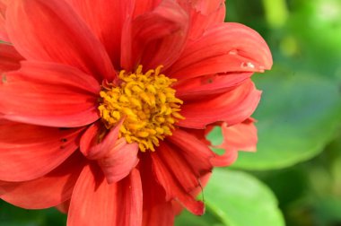 Bahçedeki güzel kırmızı çiçekleri kapat.