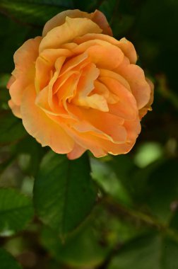 Güzel sarı gül çiçeği, yakın görüş, yaz konsepti