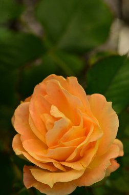 Güzel sarı gül çiçeği, yakın görüş, yaz konsepti