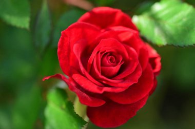 Güzel kırmızı gül çiçeği, yakın görüş, yaz konsepti