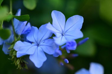 closeup view of beautiful blue flowers in the garden
