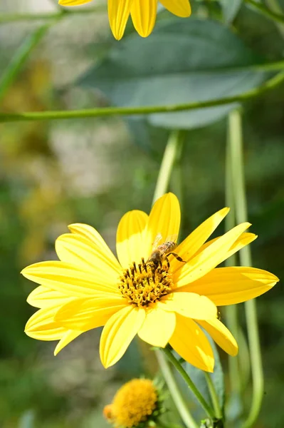 Close Zicht Bij Zittend Mooie Gele Bloemen Tuin — Stockfoto