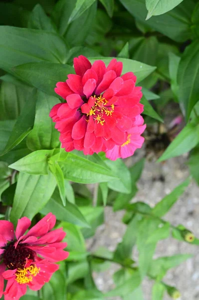 花园中美丽的粉红色花朵的近景 — 图库照片