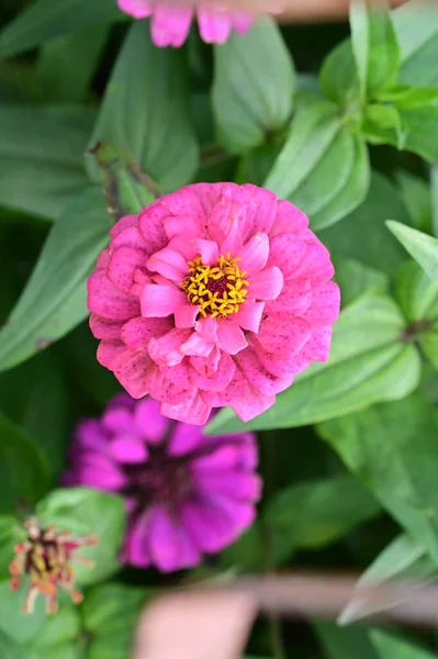 Κοντινή Θέα Των Όμορφων Ροζ Λουλουδιών Στον Κήπο — Φωτογραφία Αρχείου