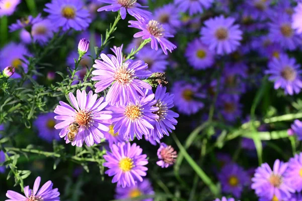 Primo Piano Vista Bellissimi Fiori Puprle Giardino — Foto Stock