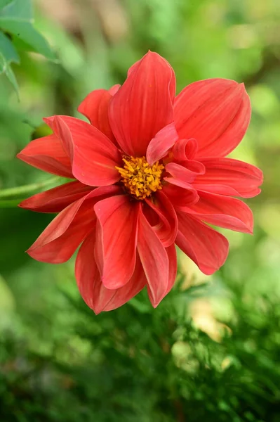 庭の美しい赤い花を間近に見ることができます — ストック写真