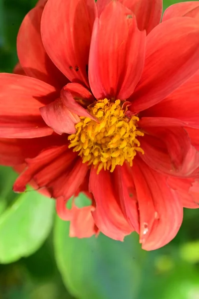 Vista Perto Belas Flores Vermelhas Jardim — Fotografia de Stock