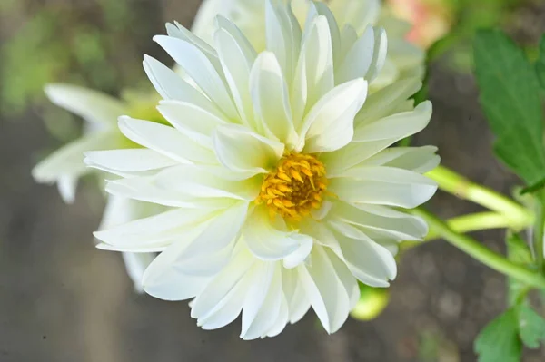 Вид Крупным Планом Красивых Белых Цветов Растущих Саду — стоковое фото