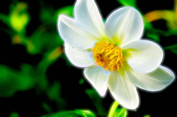 Närbild Vackra Vita Blommor Som Växer Trädgården — Stockfoto