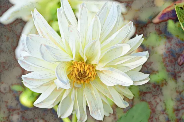 Widok Bliska Piękne Białe Kwiaty Rosnące Ogrodzie — Zdjęcie stockowe