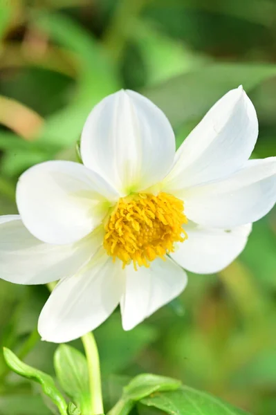 Detailní Pohled Krásné Bílé Květy Rostoucí Zahradě — Stock fotografie