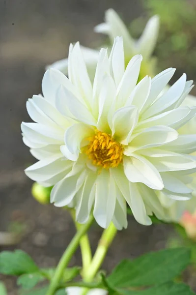 Nahaufnahme Von Schönen Weißen Blumen Die Garten Wachsen — Stockfoto