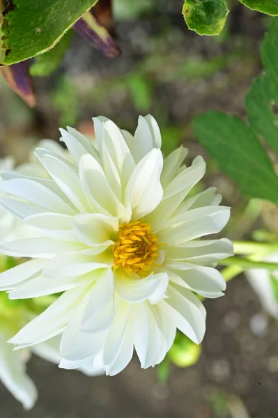 Nahaufnahme Von Schönen Weißen Blumen Die Garten Wachsen — Stockfoto
