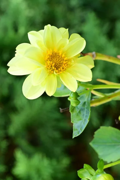 Vue Rapprochée Belles Fleurs Jaunes Dans Jardin — Photo