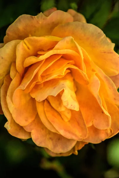 Gyönyörű Sárga Rózsa Virág Közelről Nyári Koncepció — Stock Fotó