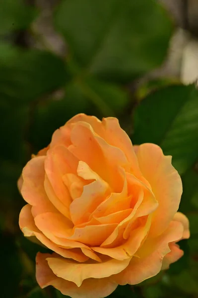 Hermosa Flor Rosa Amarilla Vista Cerca Concepto Verano —  Fotos de Stock