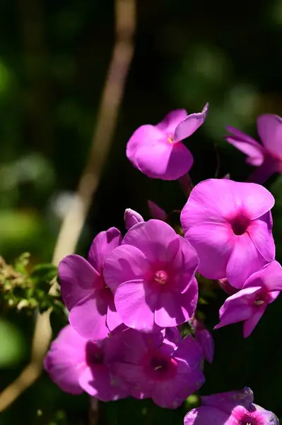 Крупним Планом Вид Красиві Рожеві Квіти Саду — стокове фото