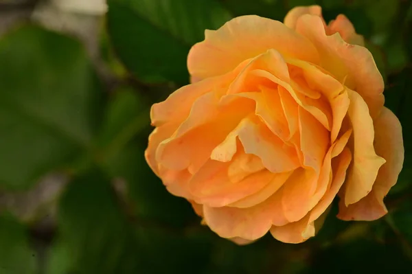 Gyönyörű Sárga Rózsa Virág Közelről Nyári Koncepció — Stock Fotó