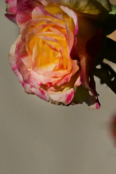 Közeli Felvétel Gyönyörű Rózsaszín Sárga Rózsa Kertben — Stock Fotó