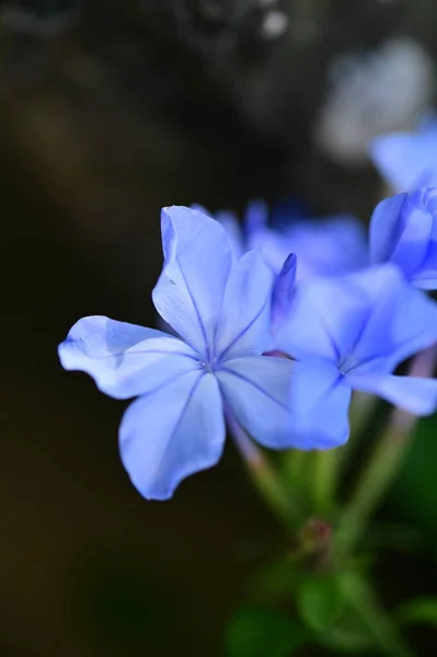 Closeup View Beautiful Blue Flowers Garden — ストック写真