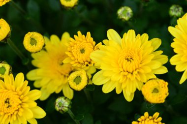 Bahçedeki güzel sarı çiçekleri kapat.