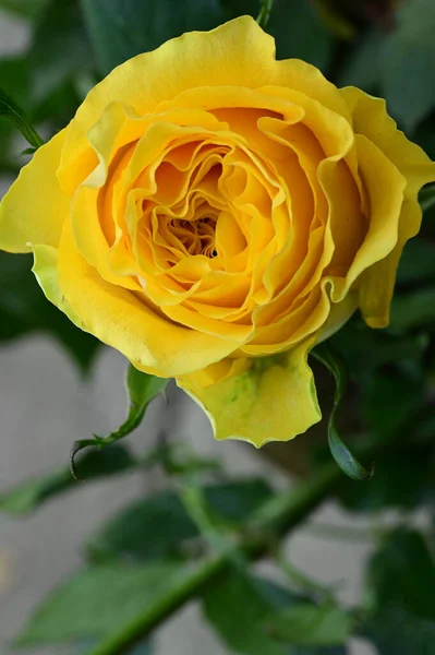 Hermosa Flor Rosa Amarilla Vista Cerca Concepto Verano —  Fotos de Stock