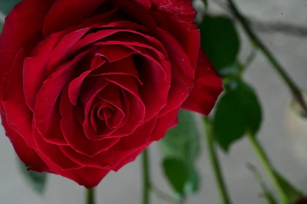 Schöne Rote Rosenblüte Nahsicht Sommerkonzept — Stockfoto