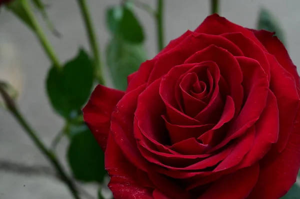 Hermosa Flor Rosa Roja Vista Cerca Concepto Verano — Foto de Stock