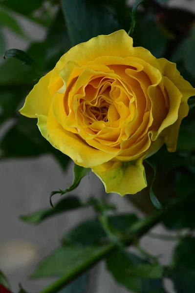 Hermosa Flor Rosa Amarilla Vista Cerca Concepto Verano — Foto de Stock