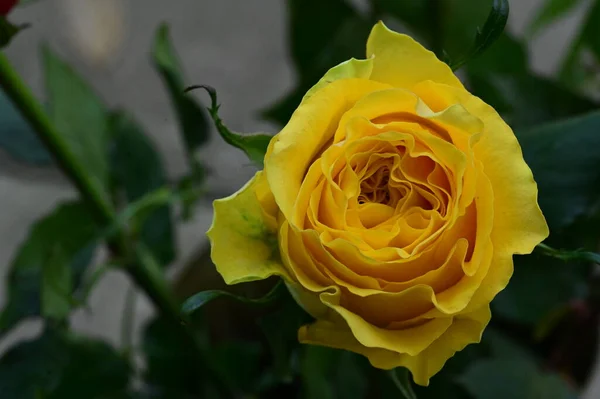 Schöne Gelbe Rosenblüte Nahsicht Sommerkonzept — Stockfoto