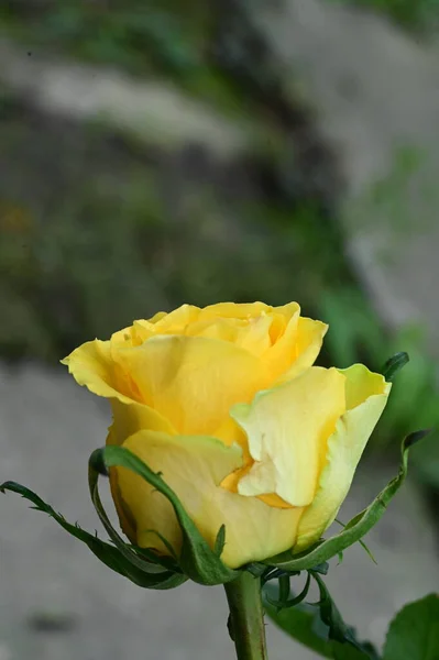 Hermosa Flor Rosa Amarilla Vista Cerca Concepto Verano — Foto de Stock