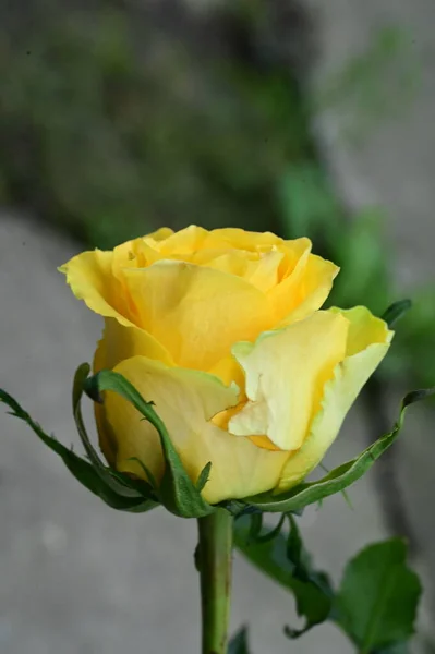 Hermosa Flor Rosa Amarilla Vista Cerca Concepto Verano — Foto de Stock