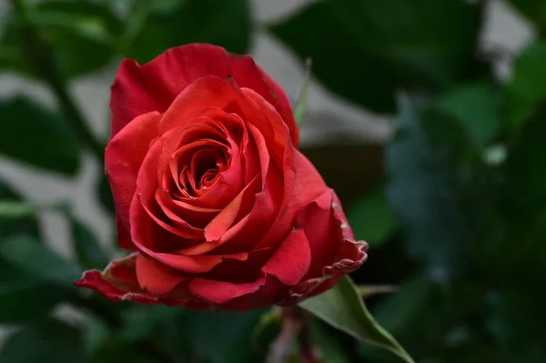 Красива Червона Квітка Троянди Крупним Планом Літня Концепція — стокове фото