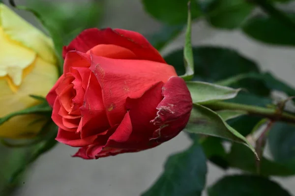 Hermosa Flor Rosa Roja Vista Cerca Concepto Verano —  Fotos de Stock