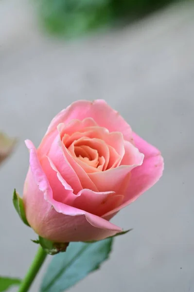 Bela Rosa Rosa Flor Vista Perto Conceito Verão — Fotografia de Stock