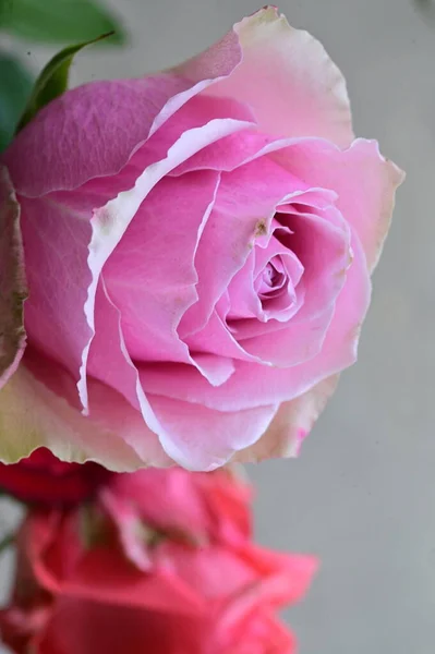 Hermosa Flor Rosa Rosa Vista Cerca Concepto Verano — Foto de Stock