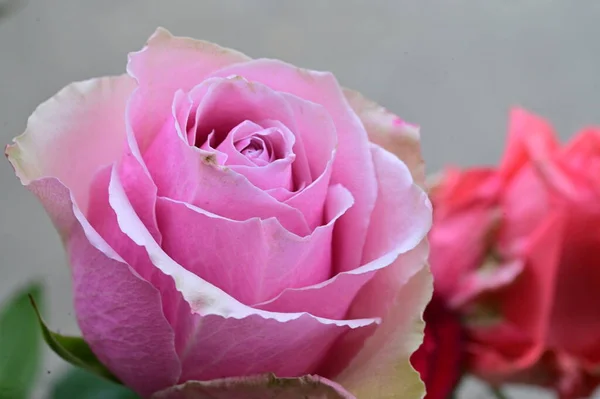 Güzel Pembe Gül Çiçeği Yakın Görüş Yaz Konsepti — Stok fotoğraf