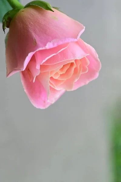 Mooie Roze Roos Bloem Close Uitzicht Zomer Concept — Stockfoto