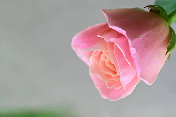Belle Fleur Rose Rose Vue Rapprochée Concept Été — Photo
