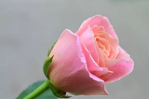 Gyönyörű Rózsaszín Rózsa Virág Közelről Nyári Koncepció — Stock Fotó