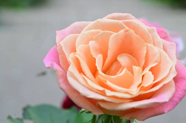 Beautiful Tender Rose Flower Close View Summer Concept — Stock Photo, Image